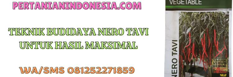 teknik,budidaya,budidaya cabe keriting,budidaya cabai keriting,pertanian indonesia